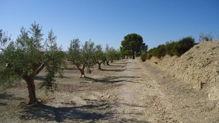 Terreno en venta en Abanilla