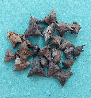 Vainas de Nueces de agua (Trapa natans)