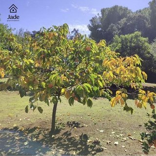 Chalet en venta en El Higuerón en Córdoba