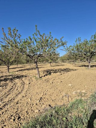 Solar en venta en Bullas