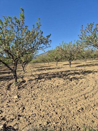 Solar en venta en Bullas