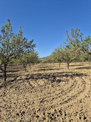 Solar en venta en Bullas
