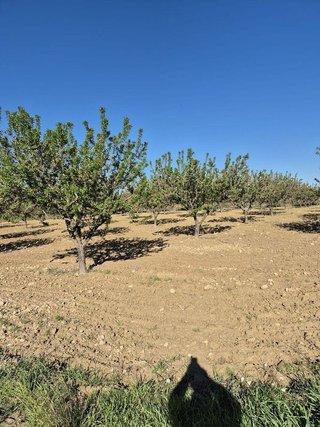 Solar en venta en Bullas
