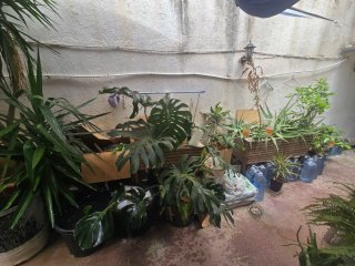 Varias plantas de interior y exterior