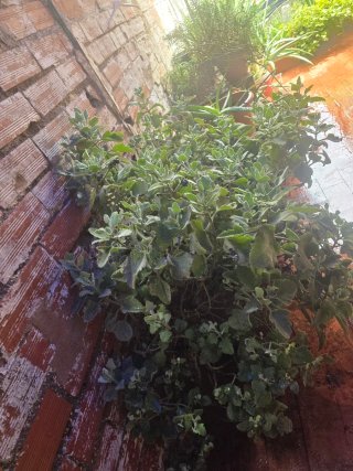 Varias plantas de interior y exterior