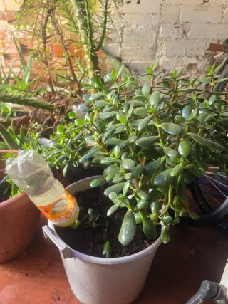 Varias plantas de interior y exterior
