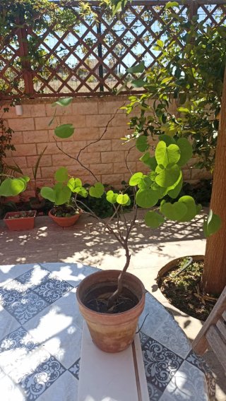 Pianta di Albero di Giuda (Cercis Siliquastrum)