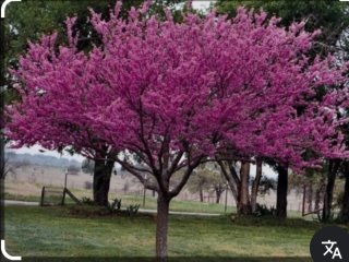 Pianta di Albero di Giuda (Cercis Siliquastrum)