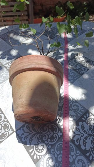 Pianta di Albero di Giuda (Cercis Siliquastrum)