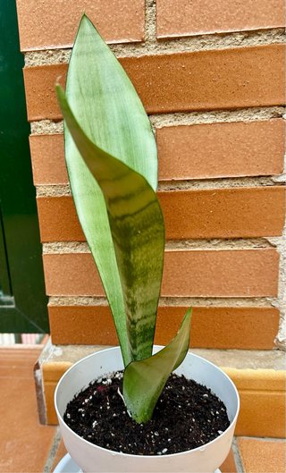 Sansevieria trifasciata 'Moonshine'