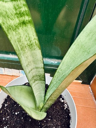 Sansevieria trifasciata 'Moonshine'