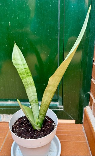 Sansevieria trifasciata 'Moonshine'