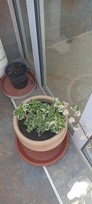 Plantas en maceta