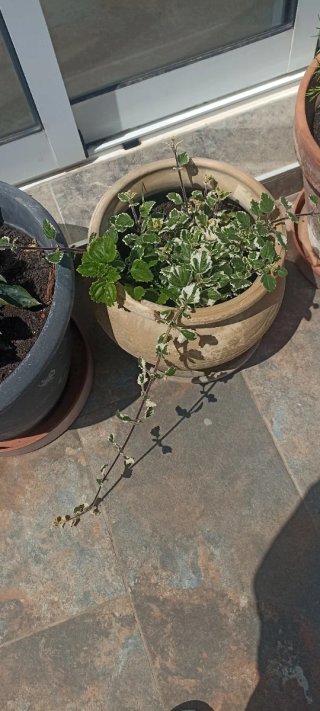 Plantas en maceta