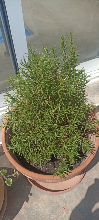 Plantas en maceta