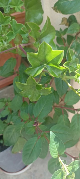 Plantas en maceta