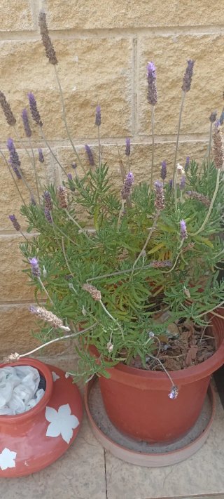 Plantas en maceta