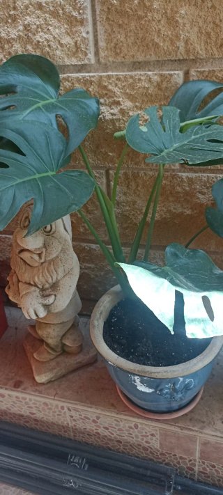 Plantas en maceta