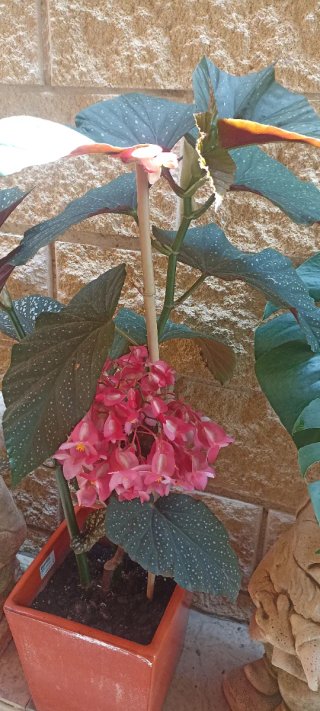 Plantas en maceta