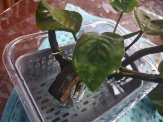 Piante Anubias grandi e piccole