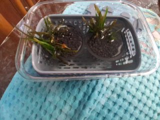 Piante acquatiche Helanthium tenellum