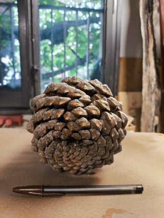 Piña de Pinus Nigra Gigante