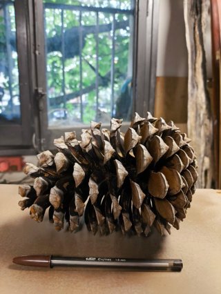 Piña de Pinus Nigra Gigante