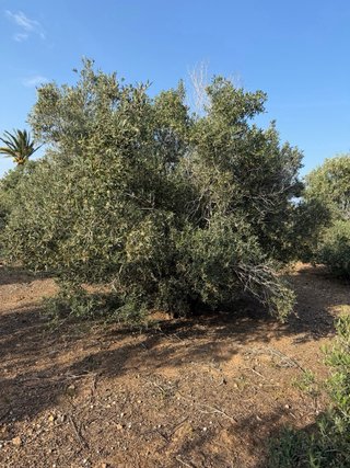50 olivos