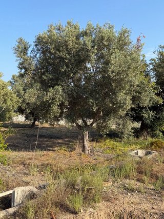 50 olivos