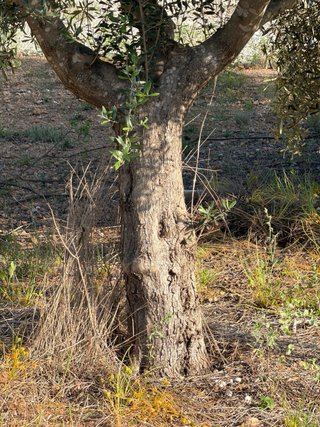 50 olivos