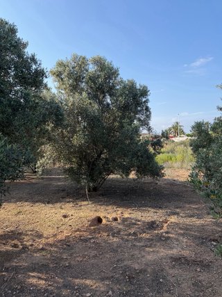 50 olivos