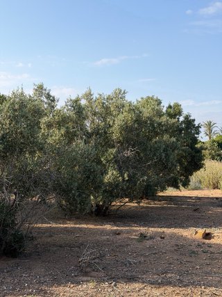 50 olivos