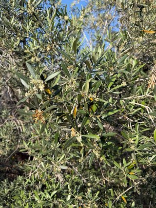 50 olivos