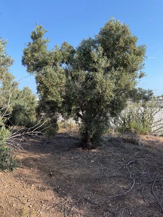 50 olivos