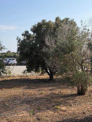 50 olivos