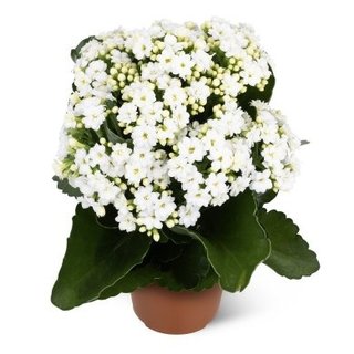 Plantas con flores para interior/exterior