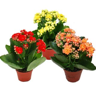 Plantas con flores para interior/exterior