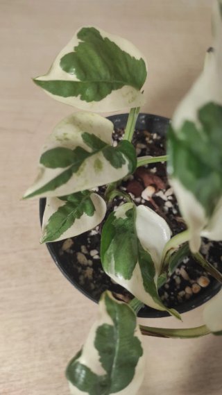 Planta Pothos N'Joy variegada