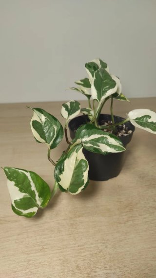 Planta Pothos N'Joy variegada