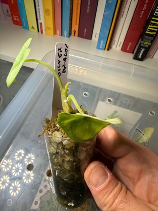 Alocasia Silver Dragon Baby