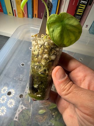 Alocasia Silver Dragon Baby