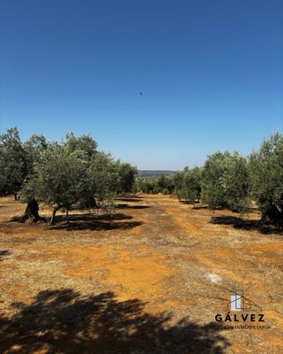 Olivar en venta en Bailén