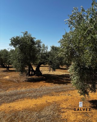 Olivar en venta en Bailén