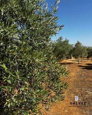 Olivar en venta en Bailén
