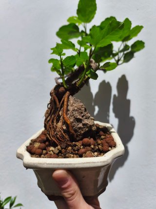 Bonsái Higuera