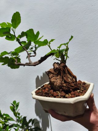 Bonsái Higuera
