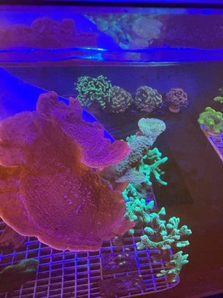 Decoración Acuario Coral de resina