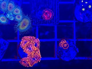 Decoración Acuario Coral de resina