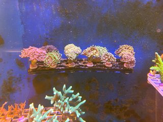 Decoración Acuario Coral de resina