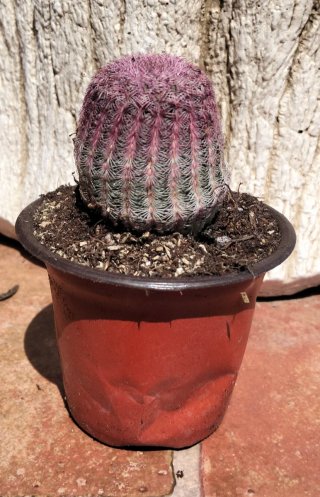 Cactus Arcoíris en Maceta